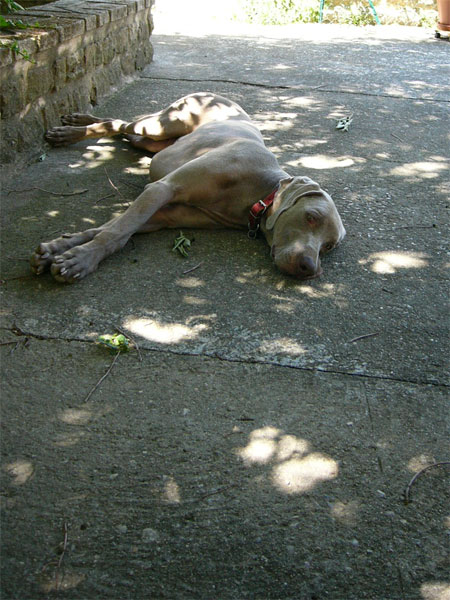 Oliver, Daily: 4 June 2005