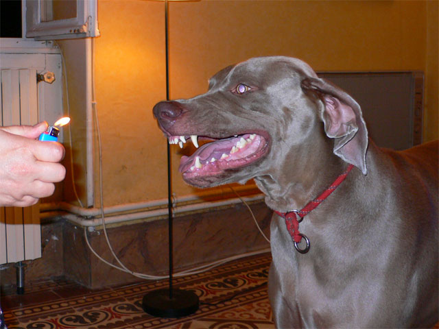 Oliver, Daily: 22 July 2006