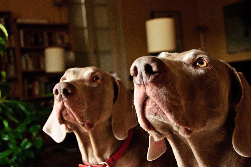 Oliver, Daily: 4 February 2009